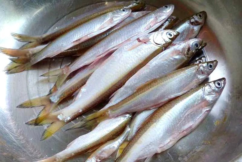 覃塘龍魚店|廣西覃塘龍魚店\