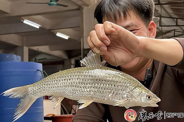 覃塘龍魚店|廣西覃塘龍魚店\