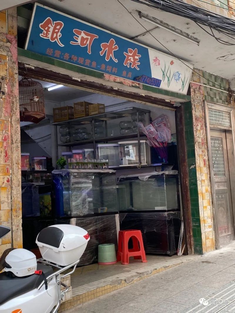 龍圩龍魚店|廣西<strong><mark>梧州</mark></strong>龍圩龍魚店有哪些值得推薦的龍魚店有哪些