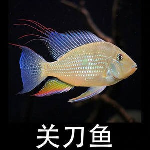 龍魚爛鱗怎么回事？原因、治療與預防全解析，龍魚爛鱗的原因、治療方法及預防措施全面解析