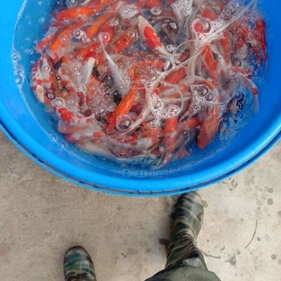 請教各位魚友三條龍最小的這條快被打殘了有什么好的方法嗎？