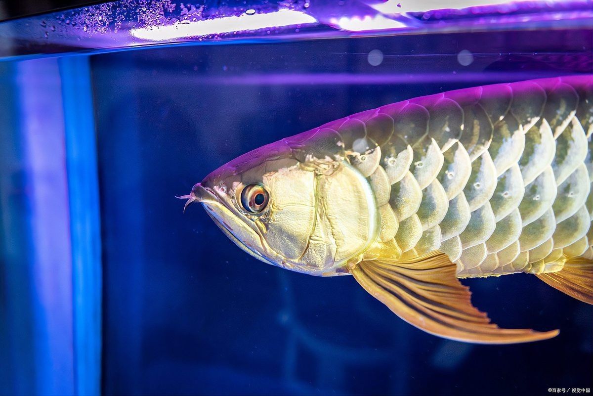 3元一條小金龍魚【低價金龍魚的養殖方法】