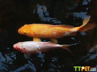 農(nóng)村的魚缸一般都放在什么地方好（ 農(nóng)村的魚缸一般都放在什么地方好一點(diǎn)）