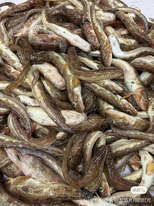 海鯰魚圖片|海鯰魚是什么？