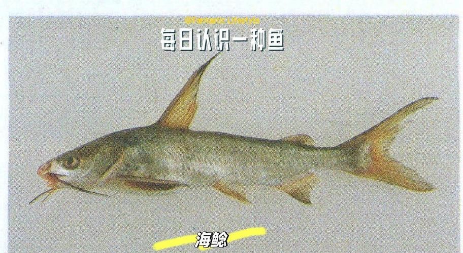 海鯰魚圖片|海鯰魚是什么？