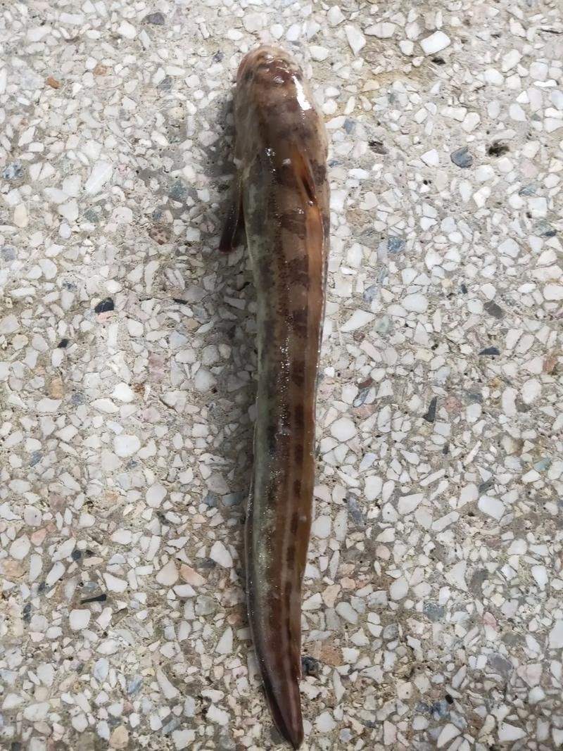 海鯰魚圖片|海鯰魚是什么？