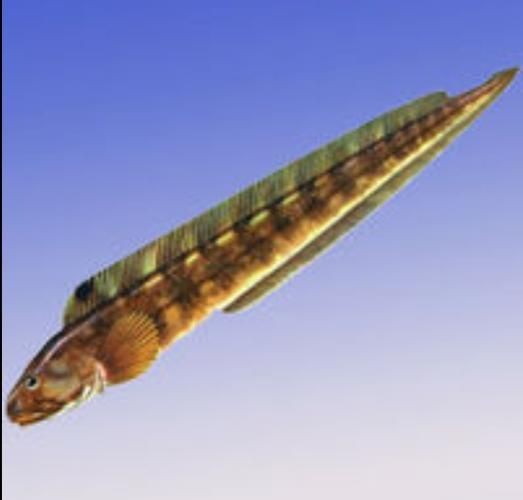 海鯰魚圖片|海鯰魚是什么？