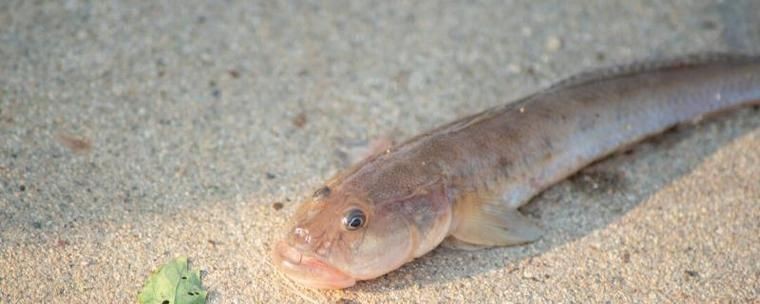 海鯰魚圖片|海鯰魚是什么？