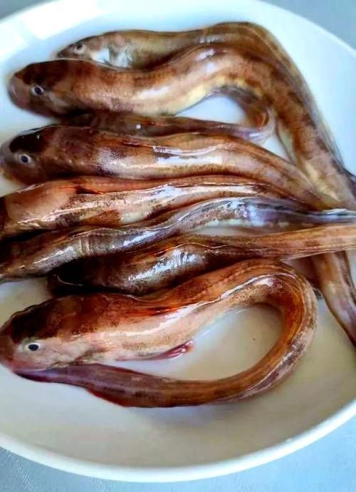 海鯰魚圖片|海鯰魚是什么？