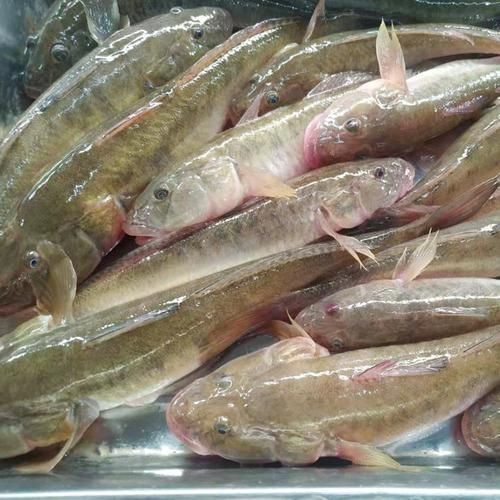 海鯰魚圖片|海鯰魚是什么？