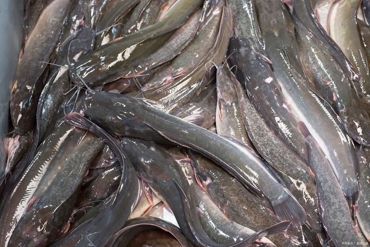 海鯰魚圖片|海鯰魚是什么？