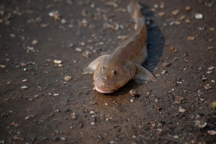 海鯰魚圖片|海鯰魚是什么？