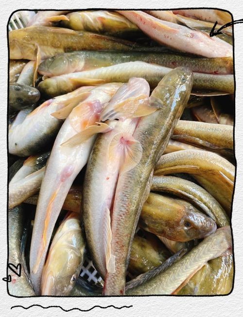 海鯰魚圖片|海鯰魚是什么？