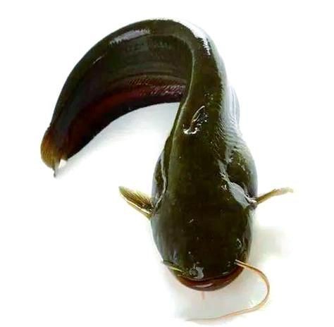 海鯰魚圖片|海鯰魚是什么？