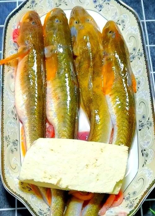 海鯰魚圖片|海鯰魚是什么？