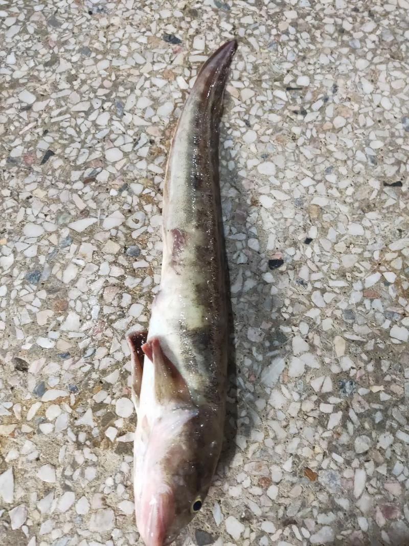 海鯰魚圖片|海鯰魚是什么？