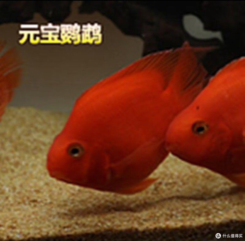紅鸚鵡魚發財財神魚|紅鸚鵡魚招財進寶必備之選：紅鸚鵡魚招財進寶必備