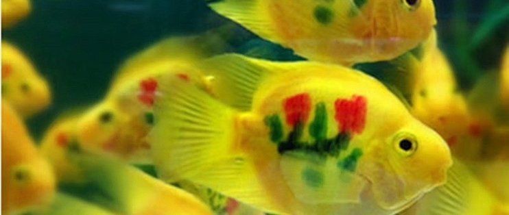 紅鸚鵡魚發財財神魚|紅鸚鵡魚招財進寶必備之選：紅鸚鵡魚招財進寶必備