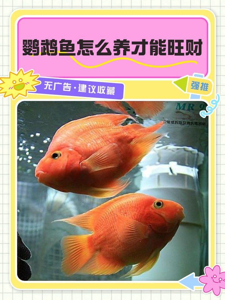 紅鸚鵡魚發財財神魚|紅鸚鵡魚招財進寶必備之選：紅鸚鵡魚招財進寶必備