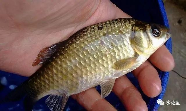 金龍魚一起的小魚叫什么？混養伙伴選擇指南，金龍魚的理想混養伙伴，小魚選擇指南