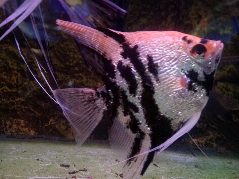 錦江水族店|成都市錦江區千彩陽光水族用品店推薦千彩陽光水族用品店