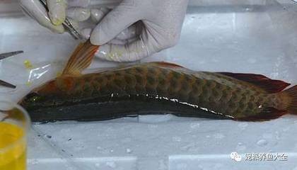 鉆石眼紅龍魚能長多大呢：探秘鉆石眼紅龍魚的生長奧秘，能長多大？