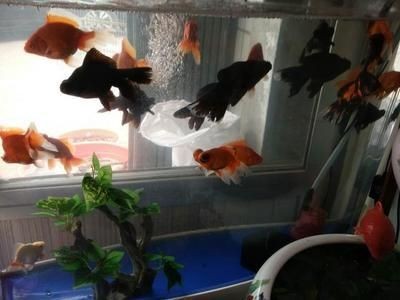 大湖紅龍魚與印尼紅龍魚的差別是什么意思（大湖紅龍魚和印尼紅龍魚在外觀上有哪些不同，區(qū)別在哪）