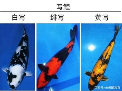 金龍魚飼料增色效果：如何自制金龍魚增色飼料