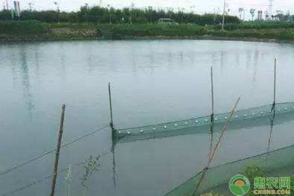 豬鼻龜?shù)膬r格是多少？：豬鼻龜價格在200-500元/只，豬鼻龜多少錢一只