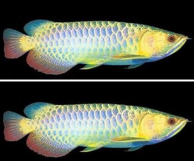 宜賓魚缸訂做店在哪里啊多少錢(宜賓定制魚缸)