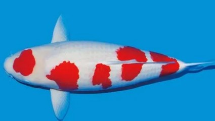銀龍魚喂養(yǎng)環(huán)境要求(銀龍魚喂養(yǎng)環(huán)境要求標準)