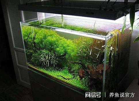 魚缸led燈管一直閃(魚缸燈一直閃是什么壞了)