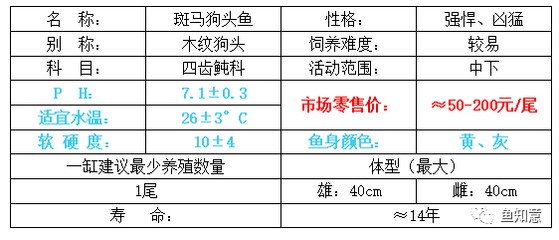 豬鼻龜生長(zhǎng)周期是多少天：豬鼻龜生長(zhǎng)速度快嗎