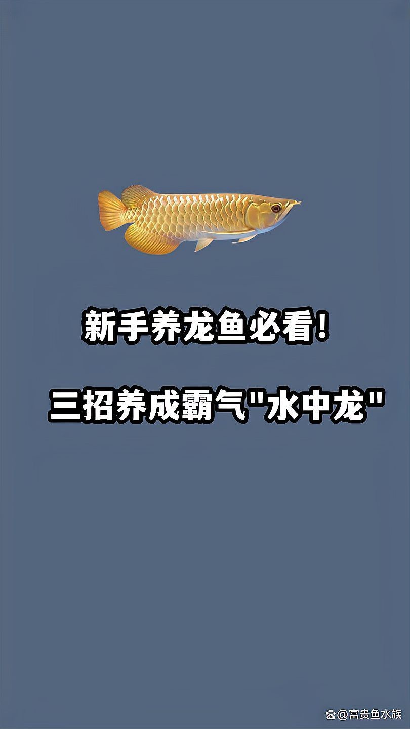 龍魚最忌三種吃的東西|首屆龍協杯龍魚比賽不來嗎首屆龍協杯龍魚喂養全攻略