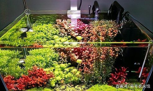 水草燈那個牌子性價比高|尼特利at5s水草燈 水草燈那個牌子性價比高|尼特利at5s水草燈 龍魚論壇 第1張