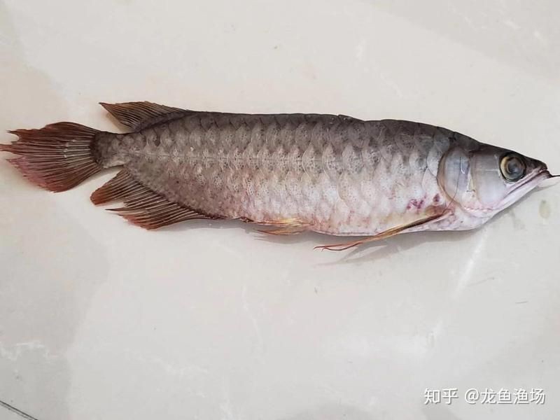 龍魚一般人壓不住嗎|養(yǎng)龍魚的注意事項(xiàng)