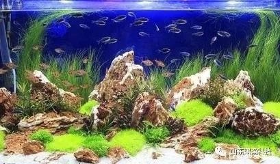 龍魚去哪里批發最好呢 龍魚哪里有賣