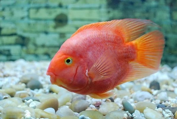 詳細(xì)閱讀:大湖紅龍魚對(duì)比印尼紅龍魚有什么區(qū)別?(大湖紅龍魚對(duì)比印尼紅龍有什么區(qū)別?) 大湖紅龍魚對(duì)比印尼紅龍魚有什么區(qū)別?(大湖紅龍魚對(duì)比印尼紅龍有什么區(qū)別?)