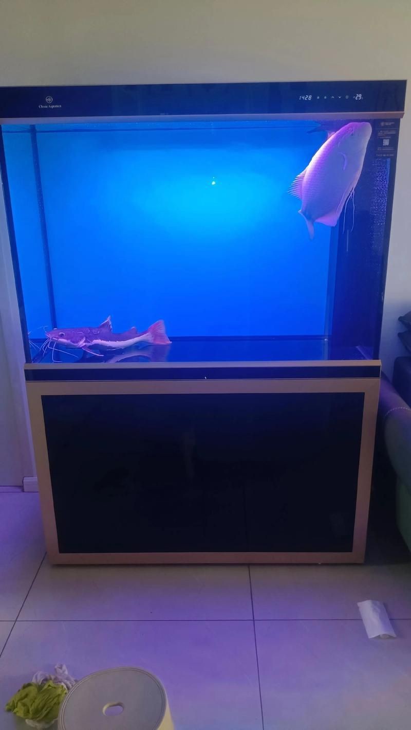 可麗愛魚缸安裝圖解|可麗愛魚缸如何安裝