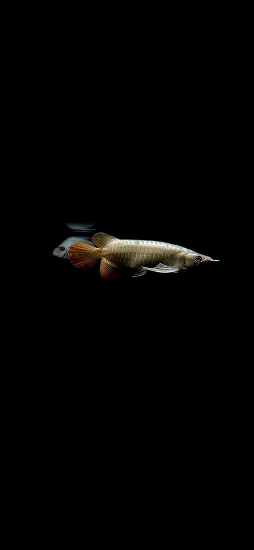 能給出一張金龍魚壁紙的成品圖嗎？|金龍魚壁紙高清圖片