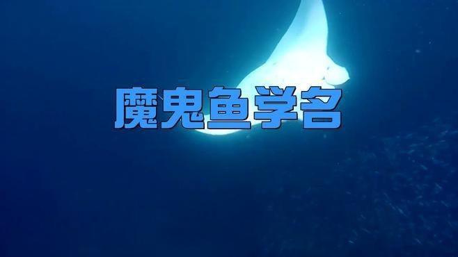 魔鬼魚是電鰩魚嗎？，海洋中究竟誰才是“魔鬼魚”蝠鲼、鰩魚、鰩魚傻傻分不清楚