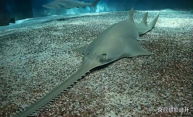 魔鬼魚是電鰩魚嗎？，海洋中究竟誰才是“魔鬼魚”蝠鲼、鰩魚、鰩魚傻傻分不清楚