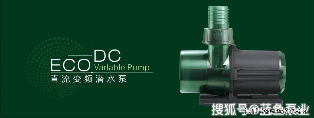 大湖紅龍魚特點描述作文怎么寫【大湖紅龍魚的體型特征是什么，如何正確飼養大湖紅龍魚】