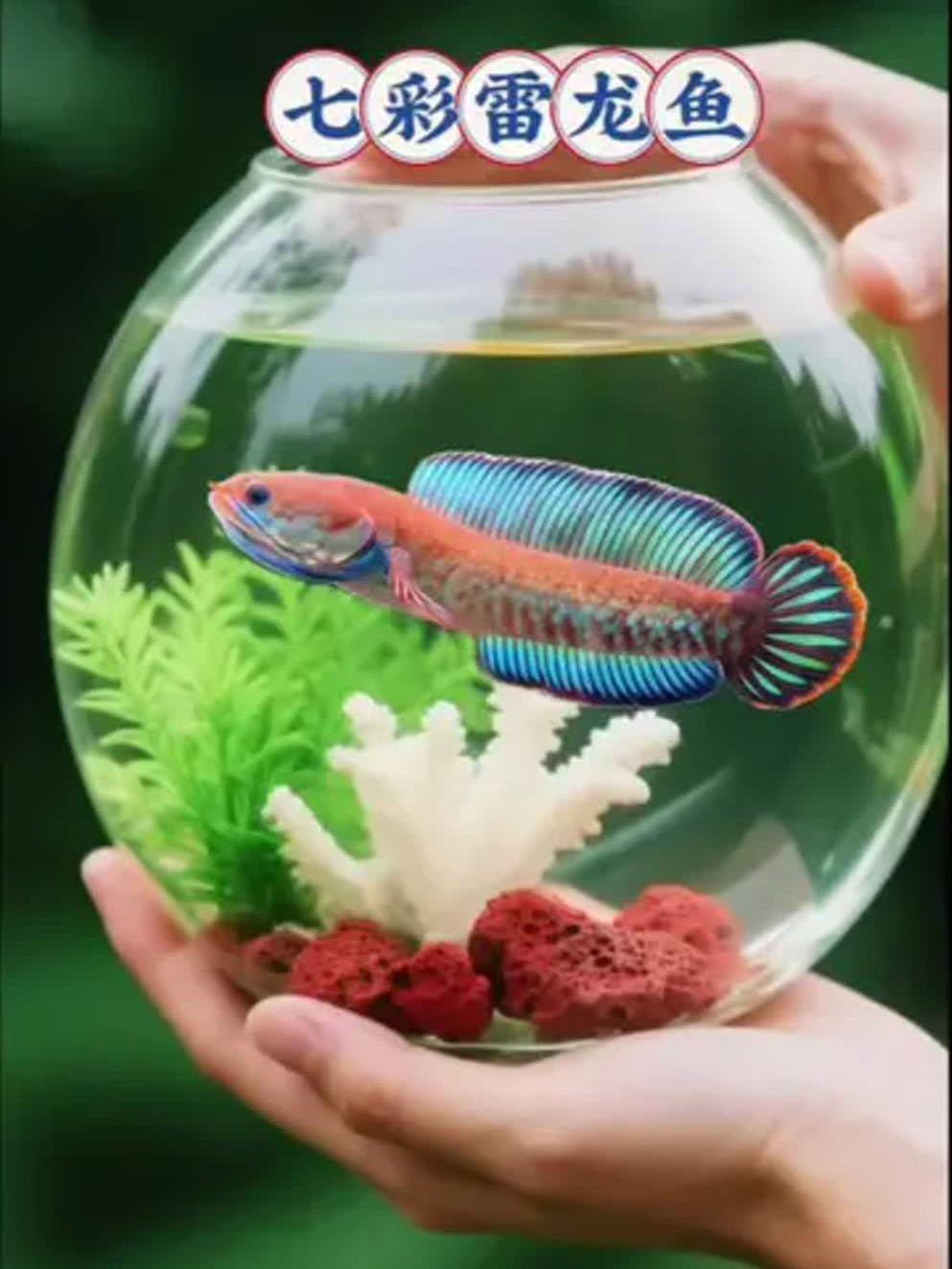 有哪些證據支持雷龍魚無毒？|智能模式回答完成調用工具：雷龍魚怎么養揭秘養魚達人的獨家秘籍