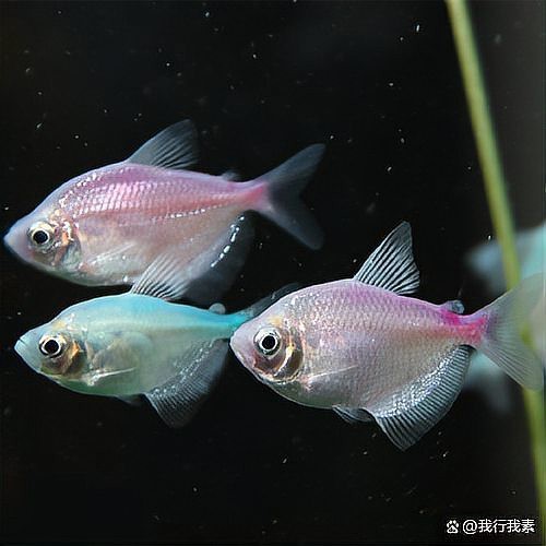 龍魚咬尾后需要隔離嗎？|智能模式回答完成調用工具：龍魚咬尾巴是為什么呢