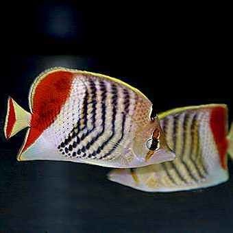 紅彩虹蝴蝶魚到底兇不|如何判斷紅彩虹蝴蝶魚的性別