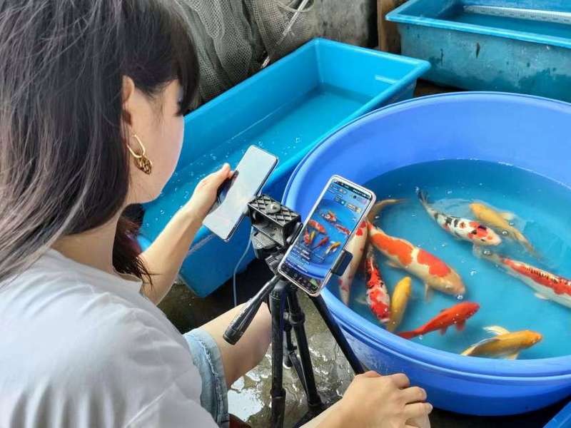 鎮平龍魚店|河南省鎮平縣從“金魚小鎮”看產業鏈條延伸