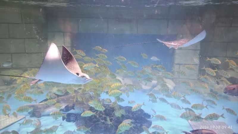 秦州水族店|秦州區(qū)水族店信息飛魚水族館的聯(lián)系方式是什么