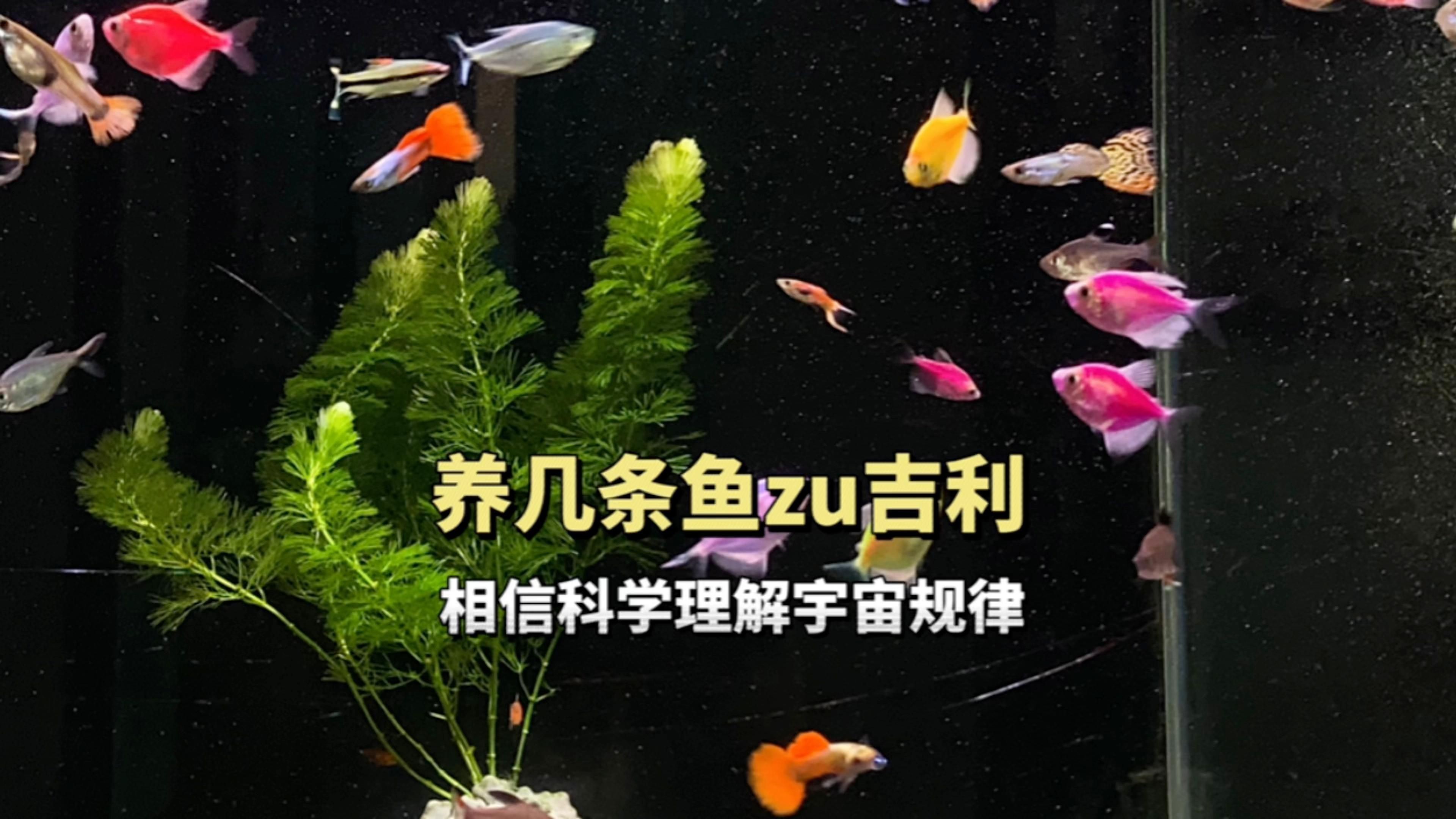 一般養(yǎng)魚幾條吉利|養(yǎng)幾條魚可以旺財(cái)