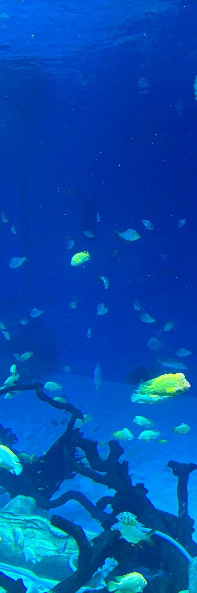 滁州水族店|關于滁州水族店的綜合信息整理